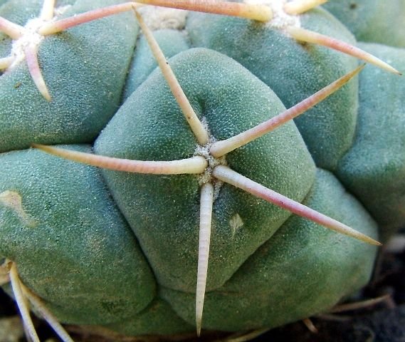 Thelocactus _hexaedrophorus_ 03